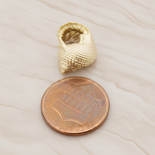 Conch Seashell Ver.3 Pendant, 2 Pc on warm marble background (PD.1051)