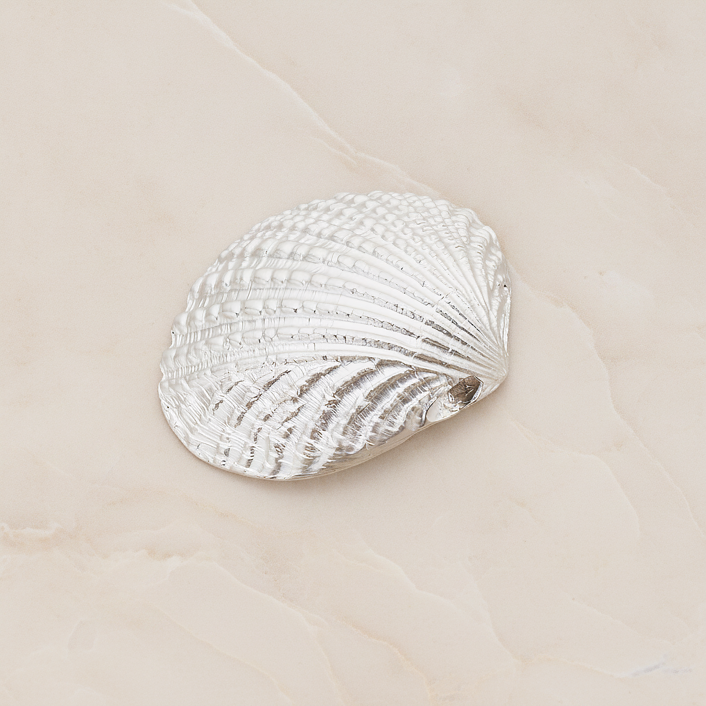 Clam Seashell Ver.1 Pendant, 2 Pc on warm marble background (PD.1053)