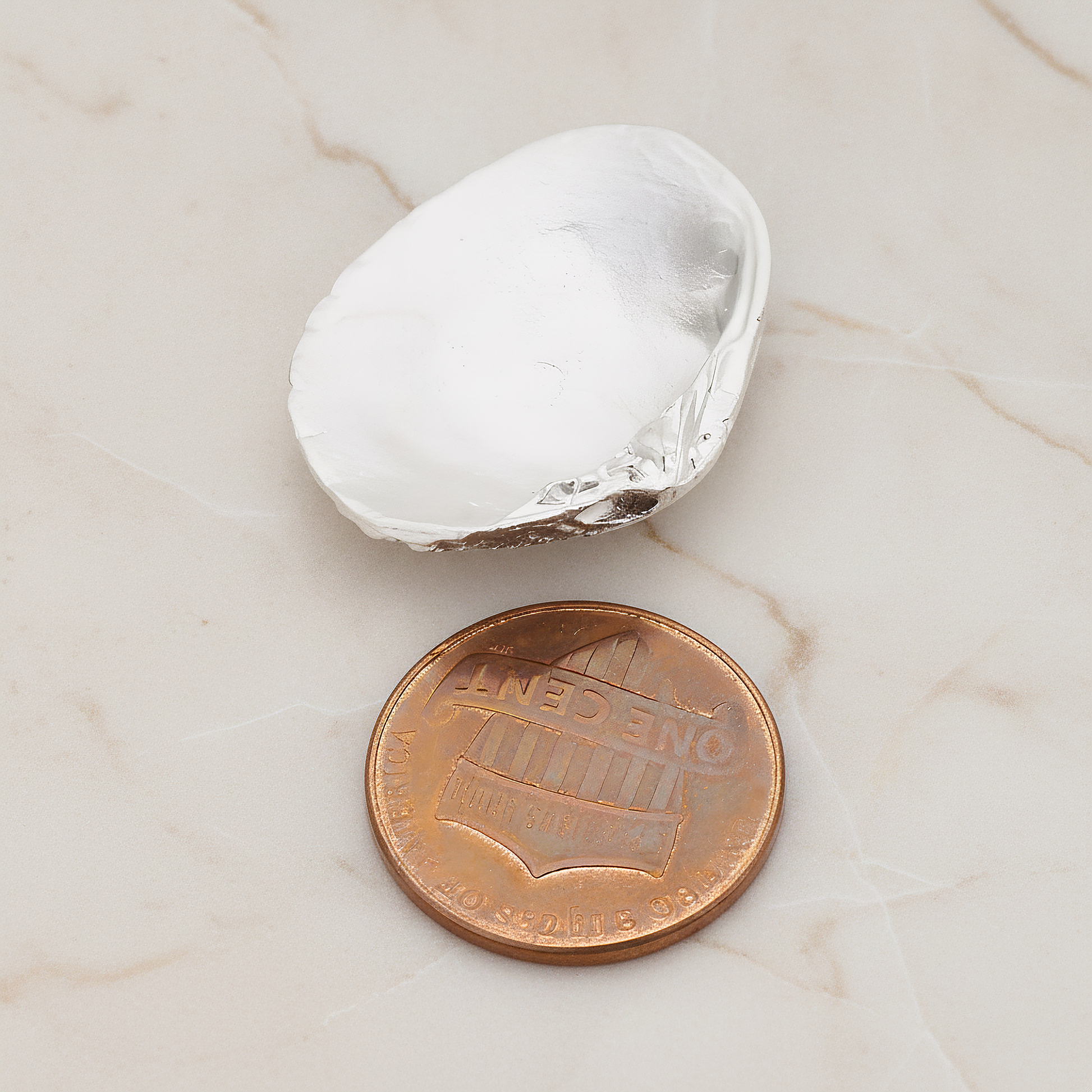 Clam Seashell Ver.1 Pendant, 2 Pc on warm marble background (PD.1053)
